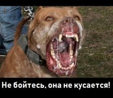 Да неговорите.

Во первых: добрая собака не лает, а скулит когда видет что то  живое и необычное.

Во вторых: дресированная и воспитанная собака должна подбежать к хозяину после первой же команды комне!