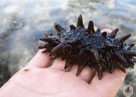 Морской огурец это трепанг. Короче КГ/АМ.