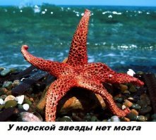 А как же звезды шоу-бизнеса?!