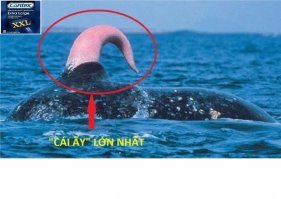 Водолазы у берегов Новой Зеландии наткнулись на огромный «морской огурец»