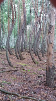 А это Рязанская губерния...