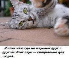 То есть, когда ночью эти скоты начинают еб%ться под окном это они всех людей от радости в округе информируют?