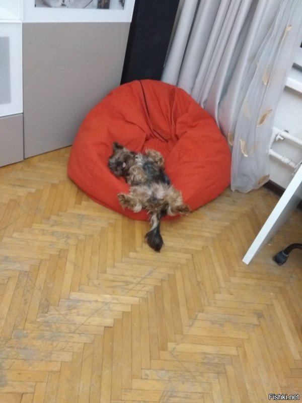 Ну, тогда еще так :-)
мой спит