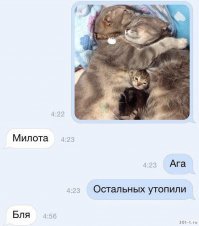 Прикольные и смешные картинки