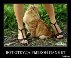 Подборка прикольных фото