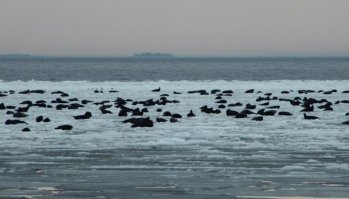 Нерпы на Ладоге.