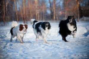 Ну, конечно же опечатка. 
неНецкая, а не немецкая