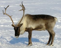 Не все так однозначно. Вот немецкий олень. Живет он там, в Европе.
А ниже ненецкий олень, который в тундре