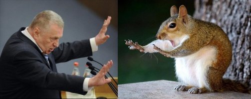 Победители конкурса Comedy Wildlife Awards 2018: медведь с разболевшейся головой и танцующие вараны