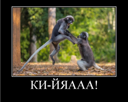 Победители конкурса Comedy Wildlife Awards 2018: медведь с разболевшейся головой и танцующие вараны