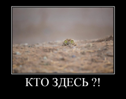 Победители конкурса Comedy Wildlife Awards 2018: медведь с разболевшейся головой и танцующие вараны