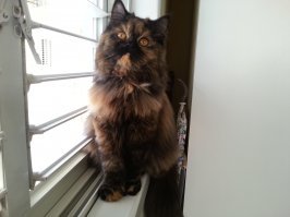 Спасибо ! Но справа наша хозяюшка Софа , черепаховый окрас. А слева - хозяин Тимофей .