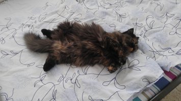 Спасибо ! Но справа наша хозяюшка Софа , черепаховый окрас. А слева - хозяин Тимофей .