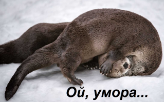 Победители конкурса Comedy Wildlife Awards 2018: медведь с разболевшейся головой и танцующие вараны