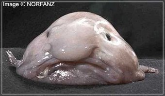 им бы рыбку завести в аквариуме...