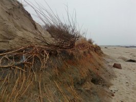 ""Лабораторный анализ материала, извлеченного из развалин в Испании, показал наличие ранее неизвестного типа цемента, который вероятно использовался в древней передовой металлургии. Изучения зеленовато-голубой патины, взятой на месте, показали сочетание нескольких древних металлов", - говорит морской историк Тим Акерс, руководитель исследований в Merlin Burrows."
А вот у нас на дюнах прибрежных тоже какой то "странный" ржавый налёт на глинистом выступе. Мож тоже Атлантида вылупляется? (фото) А вообще на роль Атлантиды, с учётом привирания историков и прочего налёта времени, на мой взгляд более всего подходит Санторини. И пока новые раскопки отлично вписываются именно в эту версию.