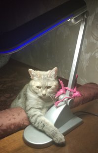 20 фотографий, которые были бы скучными, если б в кадре внезапно не появились кошки