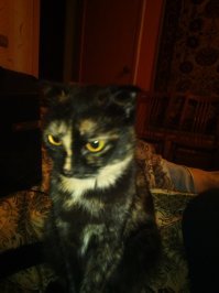 моя дребезделка!