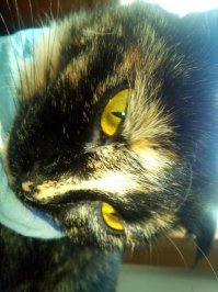 моя дребезделка!