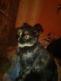 моя дребезделка!