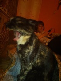 моя дребезделка!