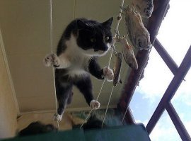 20 фотографий, которые были бы скучными, если б в кадре внезапно не появились кошки