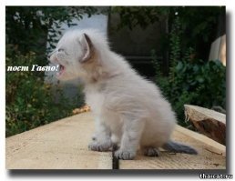 Фотошопер помещает знаменитостей в трущобы Индонезии, и это выглядит безумно реалистично