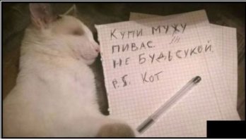 20 хвостатых затейников, которые точно поднимут вам настроение