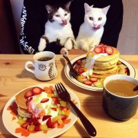Котейкин ужин!