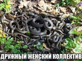 Особенности работы в женском коллективе (улыбнитесь мужики)