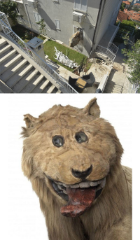 С первой фотки показалось, что это просто он выглянул из окна