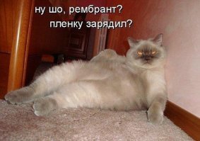 20 хвостатых затейников, которые точно поднимут вам настроение