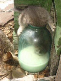 20 фотографий, которые были бы скучными, если б в кадре внезапно не появились кошки