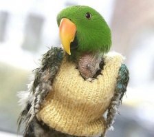 Да нормально все, перезимуют))