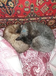 Серый мой, светлый сына... меня на лето на дачу с ними высылают...:)