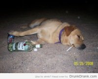 Хитрый бродячий пес хорошо устроился на зиму