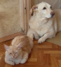 На ночь глядя у нас баталии.Днём, особенно во время кормёжки, мир и гармония.