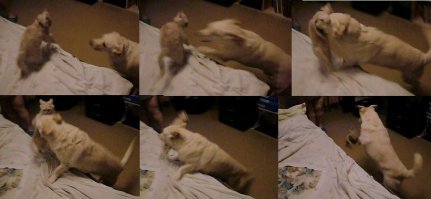 На ночь глядя у нас баталии.Днём, особенно во время кормёжки, мир и гармония.