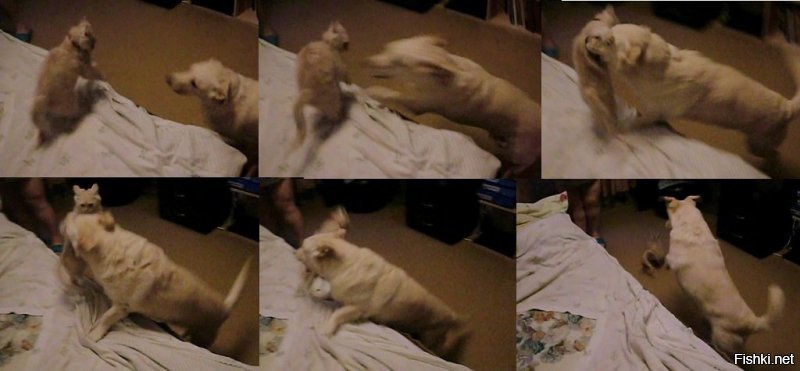 На ночь глядя у нас баталии.Днём, особенно во время кормёжки, мир и гармония.