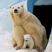 Новосибирский зоопарк