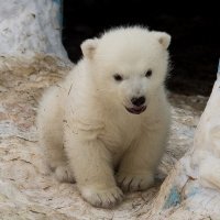 Новосибирский зоопарк