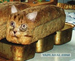 Зато горяченькое :)
Боря одобряет!