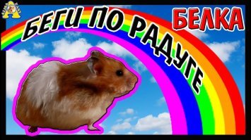 Не дали хомячку пробежаться по радуге.
Злые вы!