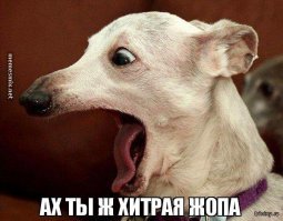 Хитрый бездомный пес хорошо устроился на зиму