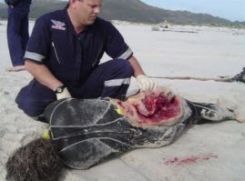 … кинематографисты пытаются доказать, что акулы не едят людей ©