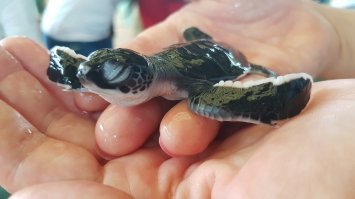 Черепашке один день