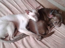 Эти пока ещё не поняли, что случилось