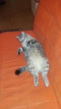 20 хвостатых затейников, которые точно поднимут вам настроение