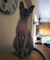 Вот ей пару подобрал