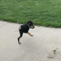 Собака - Тирэкс.